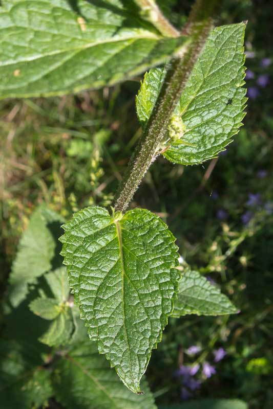 Verbascum chaixii / Verbasco di Chaix